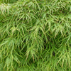 10 WEEPING LACELEAF MAPLE Japanese Acer Palmatum Dissectum Green Yellow Red Tree Seeds