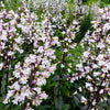 25 HUSKER RED PENSTEMON Digitalis Foxglove Beardtongue White Flower Seeds