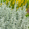 200 PRAIRIE SAGE (Wormwood / Fringed Sagebrush / Sagewort) Artemisia Ludoviciana Flower Seeds