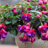 20 HARDY FUCHSIA Magellanica Pink Purple Hummingbird Flower Shrub Seeds