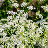 400 CARAWAY Carum Carvi HERB Flower Seeds
