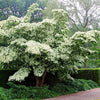 5 Flowering WHITE KOUSA DOGWOOD Cornus Kousa Tree Seeds