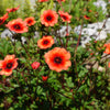 50 NEPAL CINQUEFOIL / POTENTILLA Nepalensis Pink Red Flower Seeds