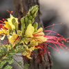 5 DESERT BIRD OF PARADISE Shrub Caesalpinia Gilliesii Poinciana Red & Yellow Flower Seeds