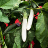 40 White Star FINGER FRUIT EGGPLANT Solanum Melongena Aubergine Fruit Vegetable Seeds