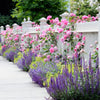 5 PINK CLIMBING ROSE Rosa Bush Vine Climber Fragrant Butterfly Flower Seeds