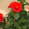 10 Luna RED HARDY HIBISCUS Hibiscus Moscheutos Balhibred Flower Seeds