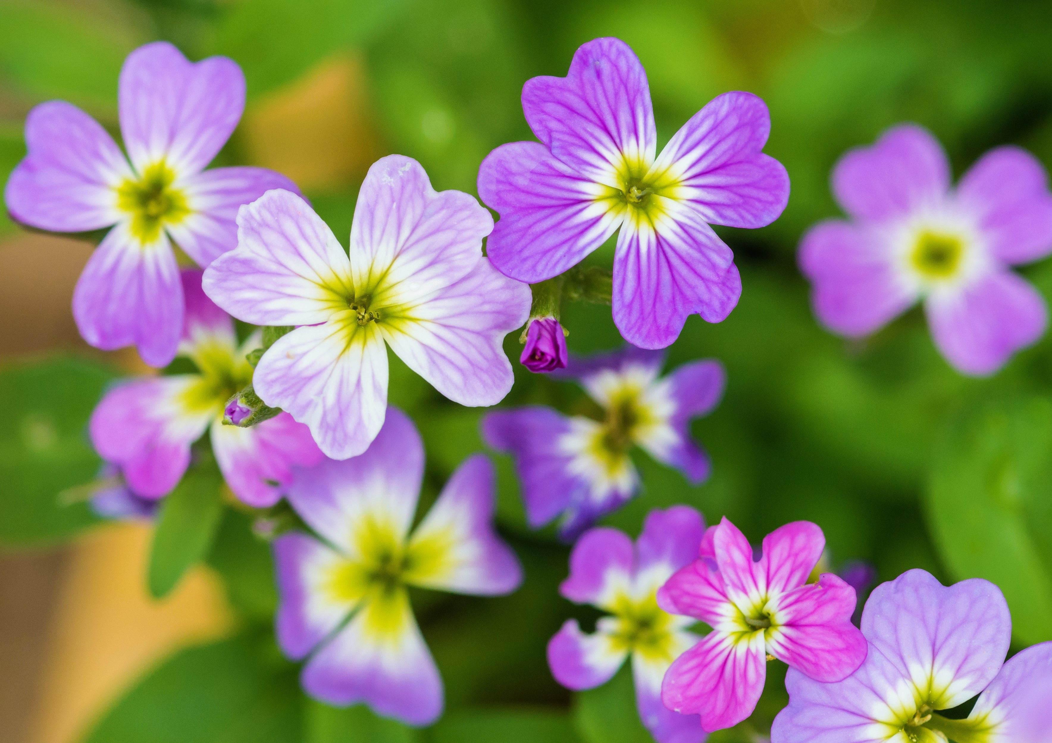 4000 VIRGINIA STOCK Malcolmia Maritima Flower Seeds – The Plant Seed