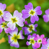 4000 VIRGINIA STOCK Malcolmia Maritima Flower Seeds