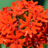 70 RED LYCHNIS Chalcedonica Campion Maltese Cross Flower Seeds