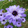 20 Blue CUPIDS DART aka ' LOVE plant ' Catananche Caerulea Flower Seeds