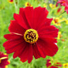 500 RED Dwarf PLAINS COREOPSIS Coreopsis Tinctoria Flower Seeds