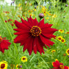 50 MAHOGANY MIDGET COREOPSIS Tinctoria Red Dwarf Flower Seeds