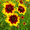 1000 PLAINS COREOPSIS (Golden Tickseed) Coreopsis Tinctoria Flower Seeds