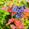 20 OREGON GRAPE Holly Fruit Vine Hollyleaved Barberry Mahonia Aquifolium Seeds