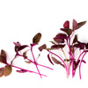 Organic Red Aztec Spinach Seeds – Huauzontle Chenopodium Berlandieri Greens Vegetable – photo 6