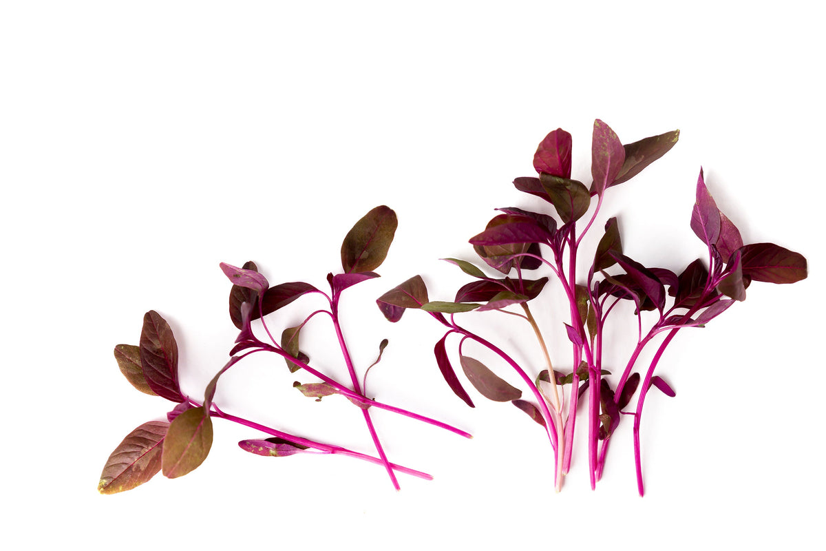 Organic Red Aztec Spinach Seeds – Huauzontle Chenopodium Berlandieri Greens Vegetable – photo 6