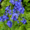 75 ROYAL BLUE SPEEDWELL Veronica Austriaca Teucrium Flower Seeds