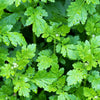 300 FEVERFEW Tanacetum Parthenium Herb Flower Seeds