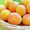 5 COMMON APRICOT Fruit Tree Prunus Armeniaca White Pink Flower Seeds