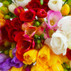 5 ROYAL CHAMPION Mix FREESIA Mixed Colors Pink Blue Purple Yellow Red Orange Flower Seeds