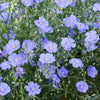 100 BLUE FLAX (Prairie Flax / Lewis Blue Flax) Linum Perenne Lewisii Flower Seeds