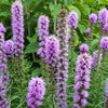 500 Purple BLAZING STAR Gayfeather LIATRIS Spicata Flower Seeds