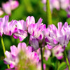 50 MILK VETCH Astragalus Sinicus Pink Purple Flower Ground Cover Legume Seeds