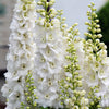 150 WHITE KING LARKSPUR Delphinium Consolida Giant Imperial Flower Seeds