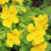 250 YELLOW MONKEY FLOWER Mimulus Grandiflorus Perennial Flower Seeds