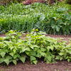 50 NAVY BEAN Michigan Pea White Phaseolus Vulgaris Soup Vegetable Seeds