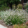 100 White GAURA WHIRLING BUTTERFLIES Gaura Lindheimeri Flower Seeds