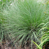 1000 BLUE GRAMA GRASS Gramma Bouteloua Gracilis Flower Mosquito Grass Seeds