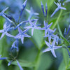 10 SHINING BLUESTAR Ozark or Showy Blue Star Amsonia Illustris Flower Seeds