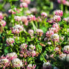1500 ALSIKE CLOVER Trifolium Hybridum Pink & White Flower Legume Seeds