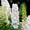 150 WHITE KING LARKSPUR Delphinium Consolida Giant Imperial Flower Seeds