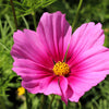 Pink Cosmos Radiance Seeds – Bipinnatus Flower – photo 7