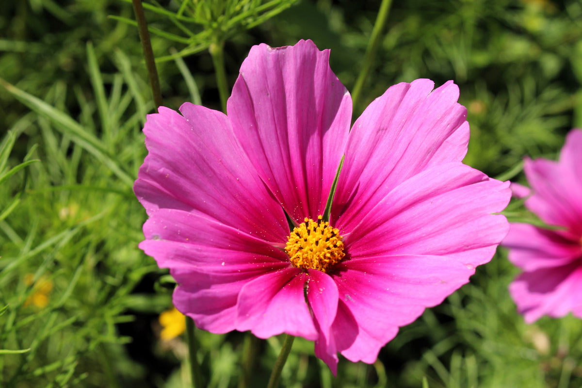 Pink Cosmos Radiance Seeds – Bipinnatus Flower – photo 7