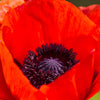 100 RED TURKISH POPPY Heirloom Papaver Somniferum Flower Seeds