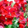250 RUBY RED SNAPDRAGON Antirrhinum Majus Flower Seeds