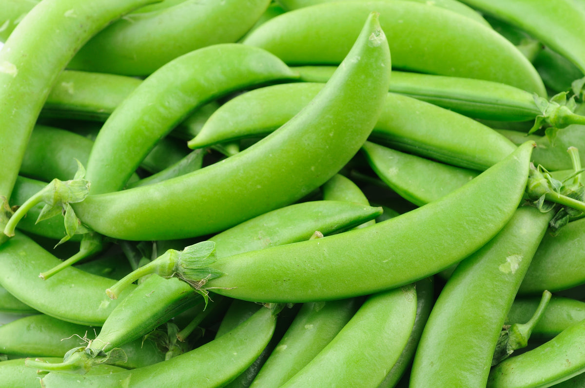 Super Sugar Snap Pea Seeds – Pisum Sativum Macrocarpon Vegetable – photo 5