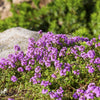 1000 Common GARDEN THYME English, German, French, or Winter Thymus Vulgaris Herb Flower Seeds