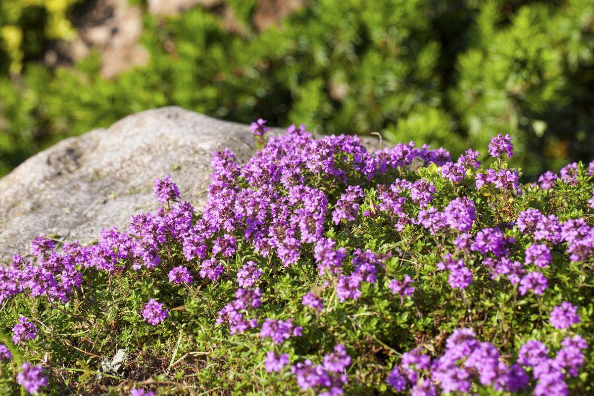 Common Garden Thyme Seeds – English, German, French, or Winter Thymus Vulgaris Herb Flower – photo 10