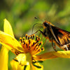 200 Yellow SWAMP MARIGOLD Bidens Aristosa Mutica Flower Seeds