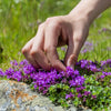 Mother of Thyme Seeds –