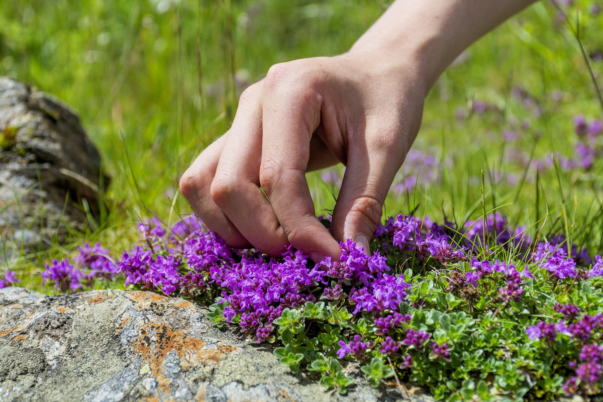 Mother of Thyme Seeds –