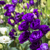 20 Mixed Colors LISIANTHUS Eustoma Grandiflorum Bluebell Gentian Flower Seeds