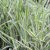 1000 Variegated RIBBON GRASS Reed Canary Phalaris Arundinacea Pink Flower Seeds