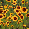 30 COSMIDIUM BRUNETTE Burridgeanum Greenthread Flower Seeds