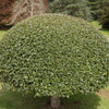 40 ENGLISH HOLLY Ilex Aquifolium aka European Common or Christmas Holly Evergreen Tree Shrub Berry Seeds